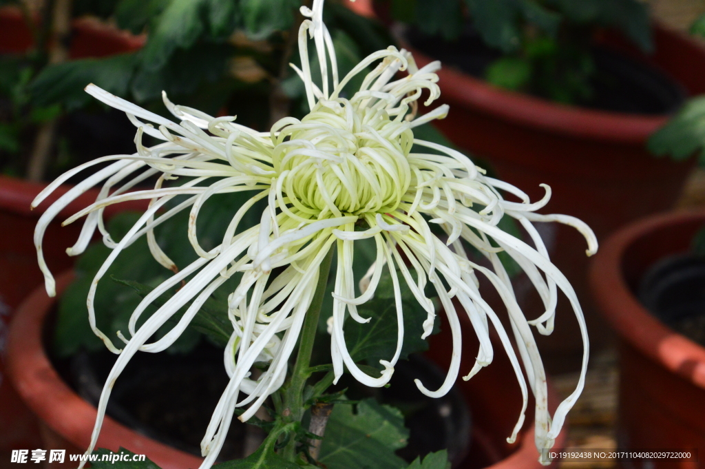 菊花