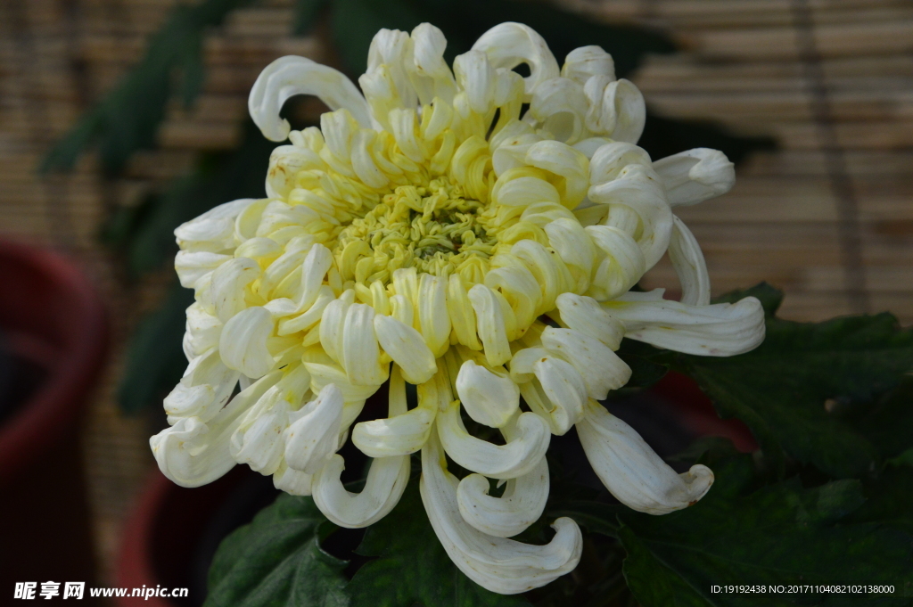 菊花