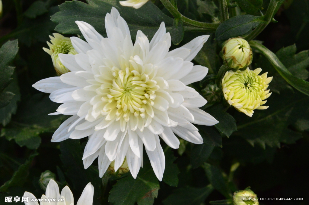 菊花