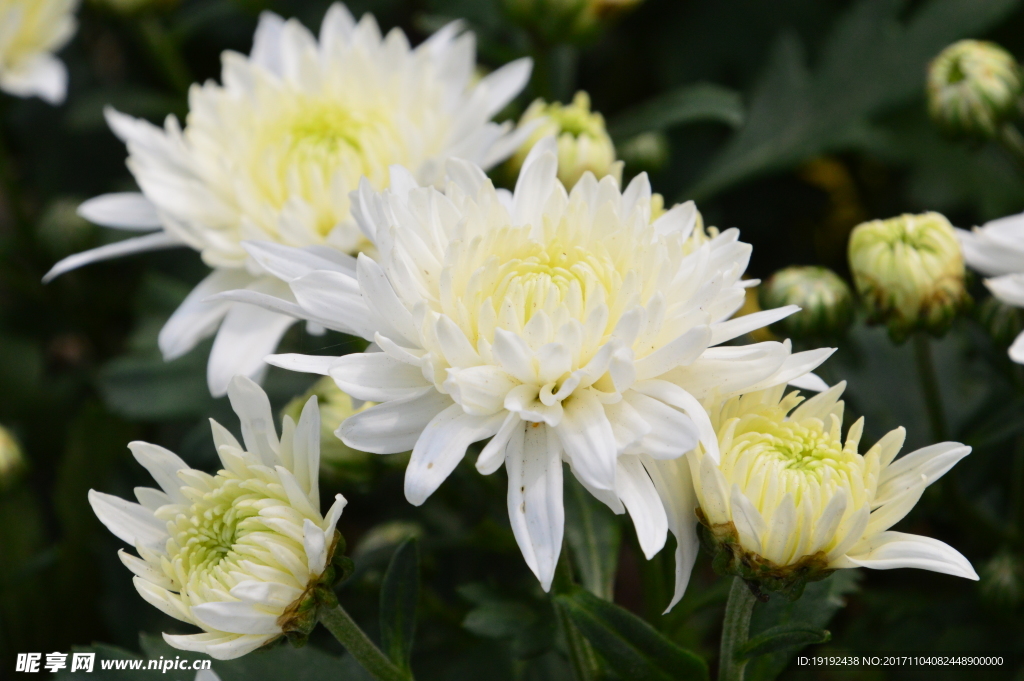 菊花