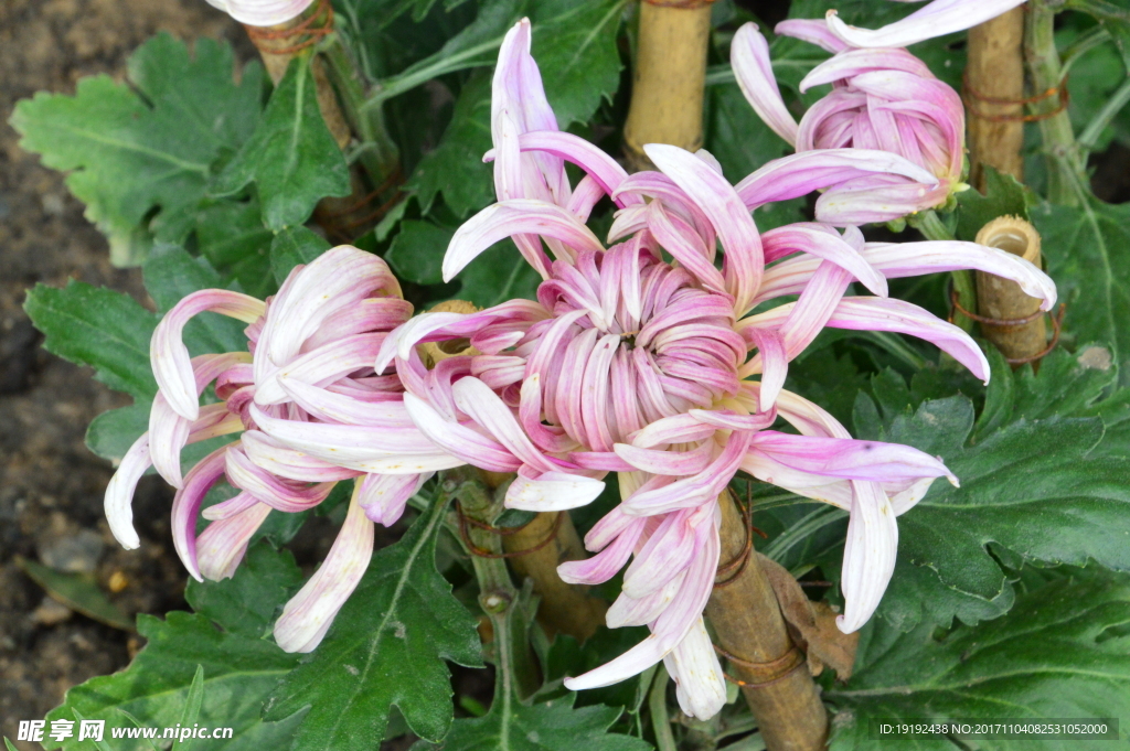菊花