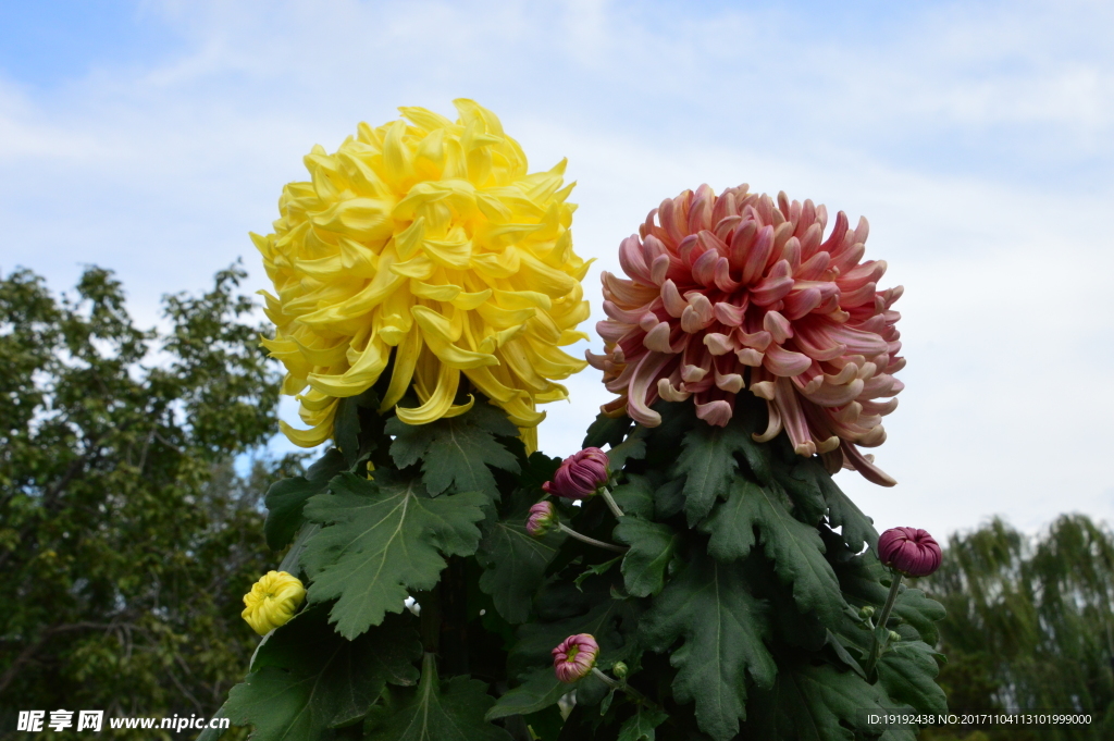 菊花