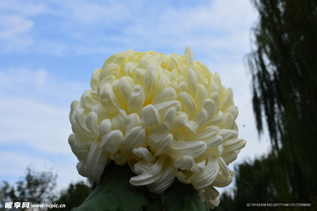 菊花