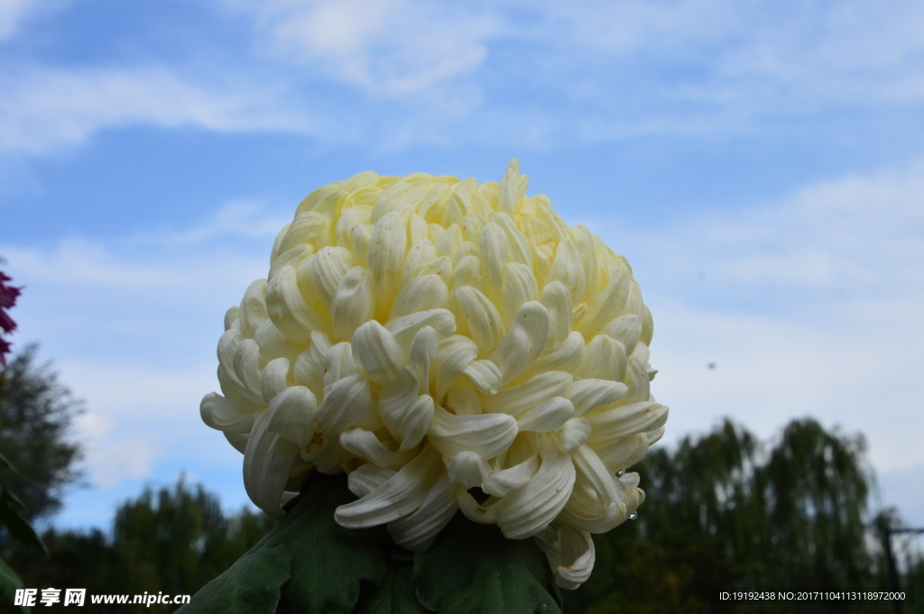 菊花