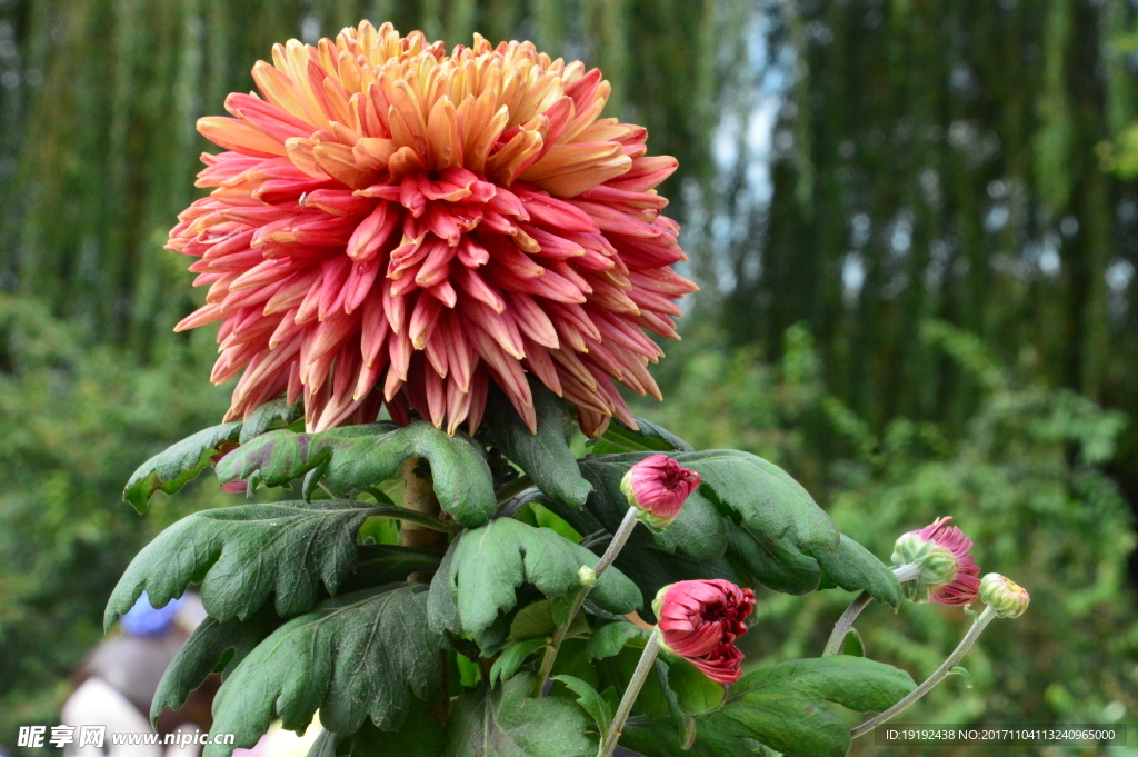 菊花