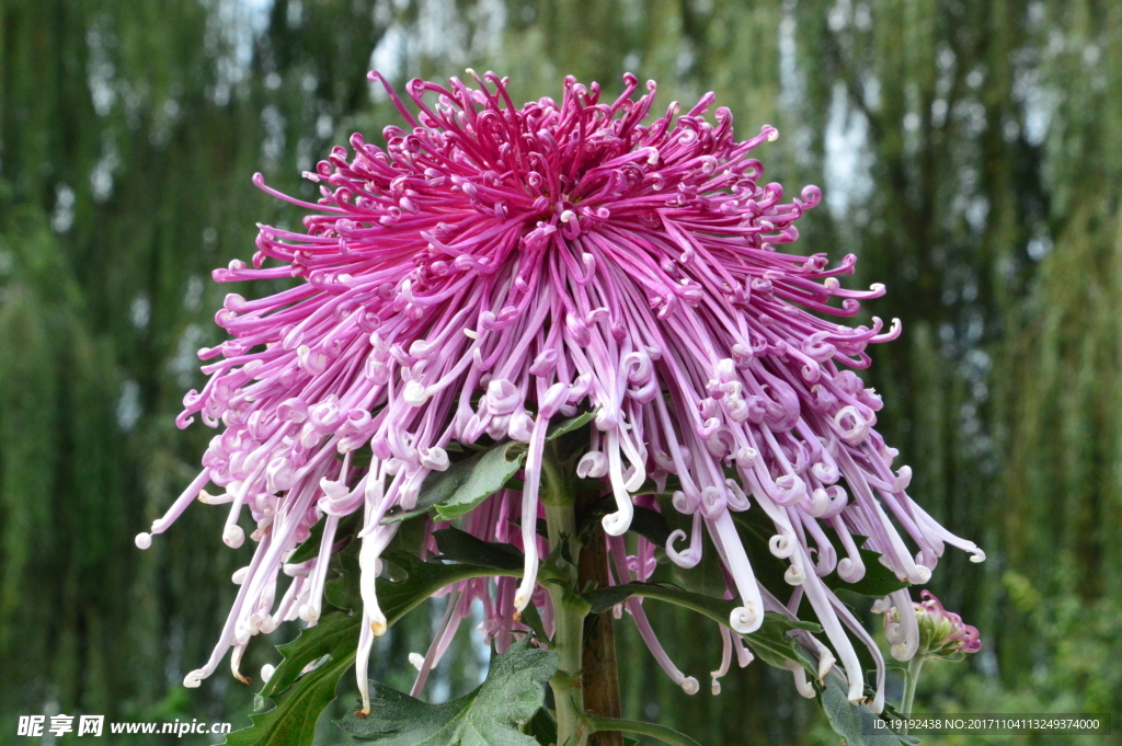 菊花