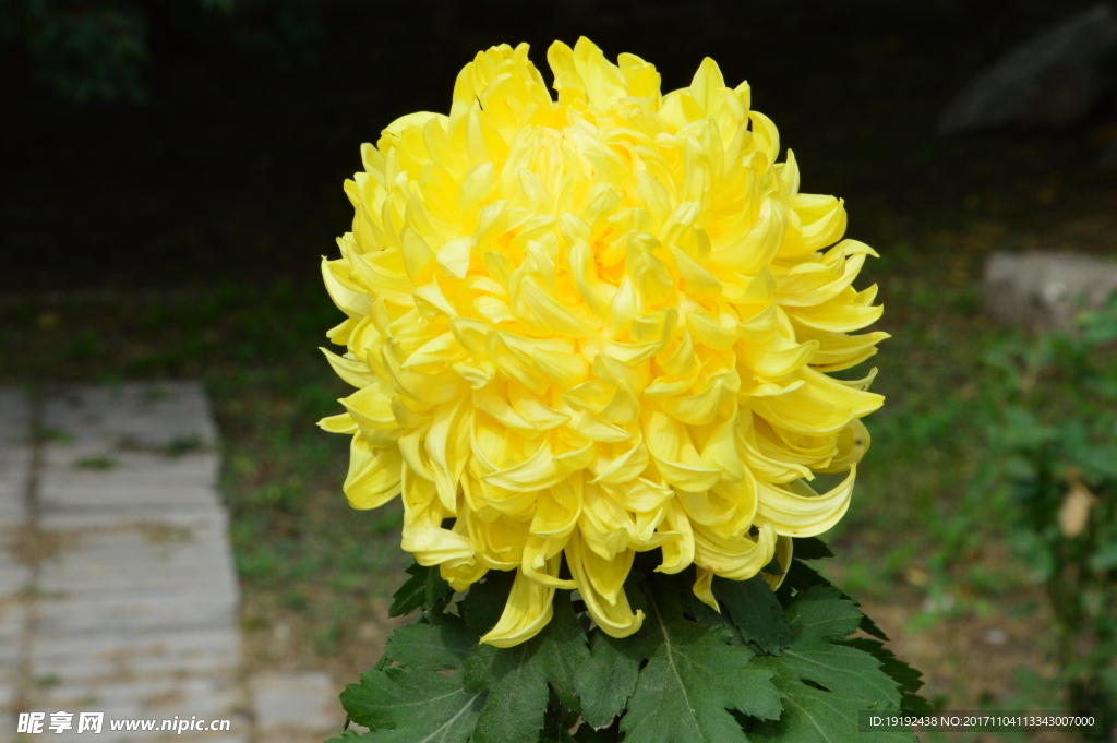 菊花