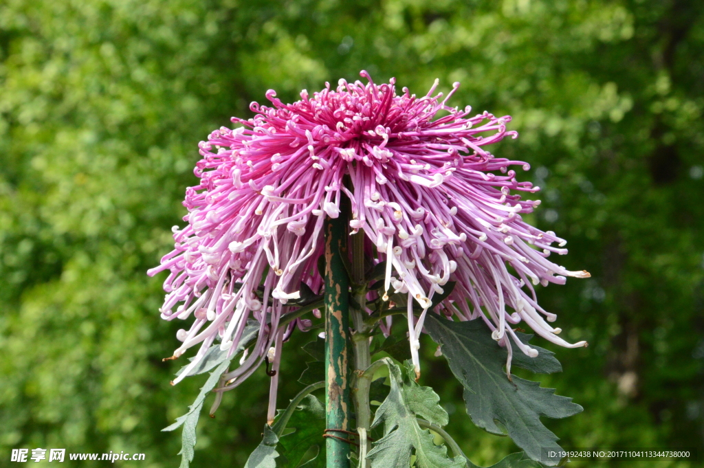 菊花