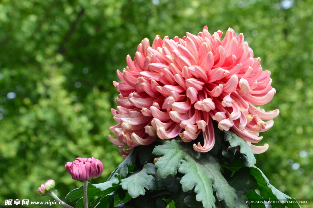 菊花