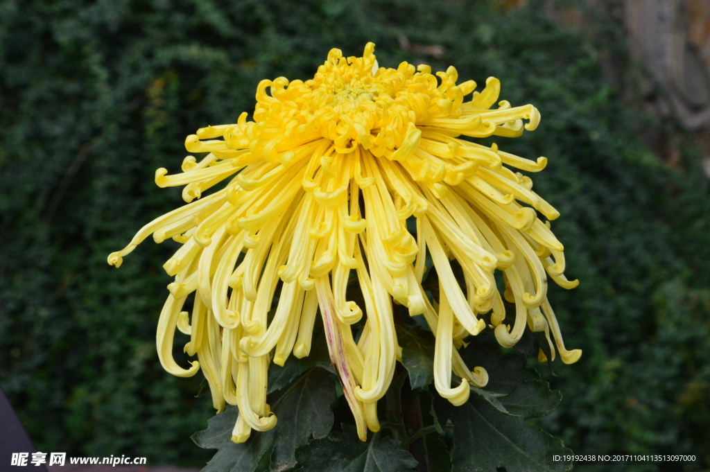 菊花