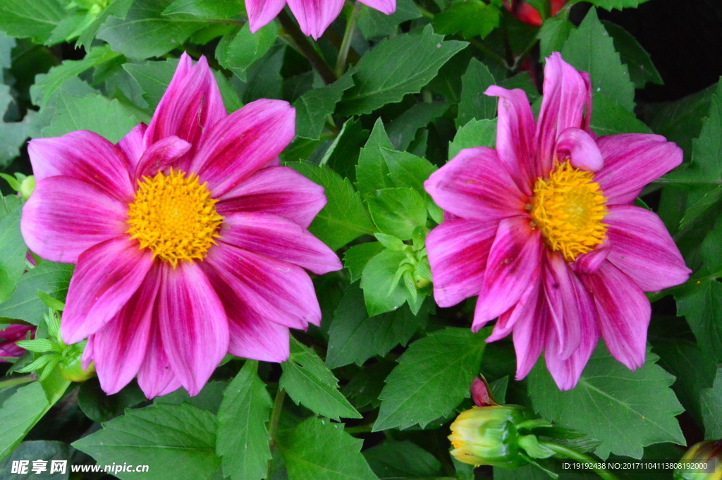 小丽花