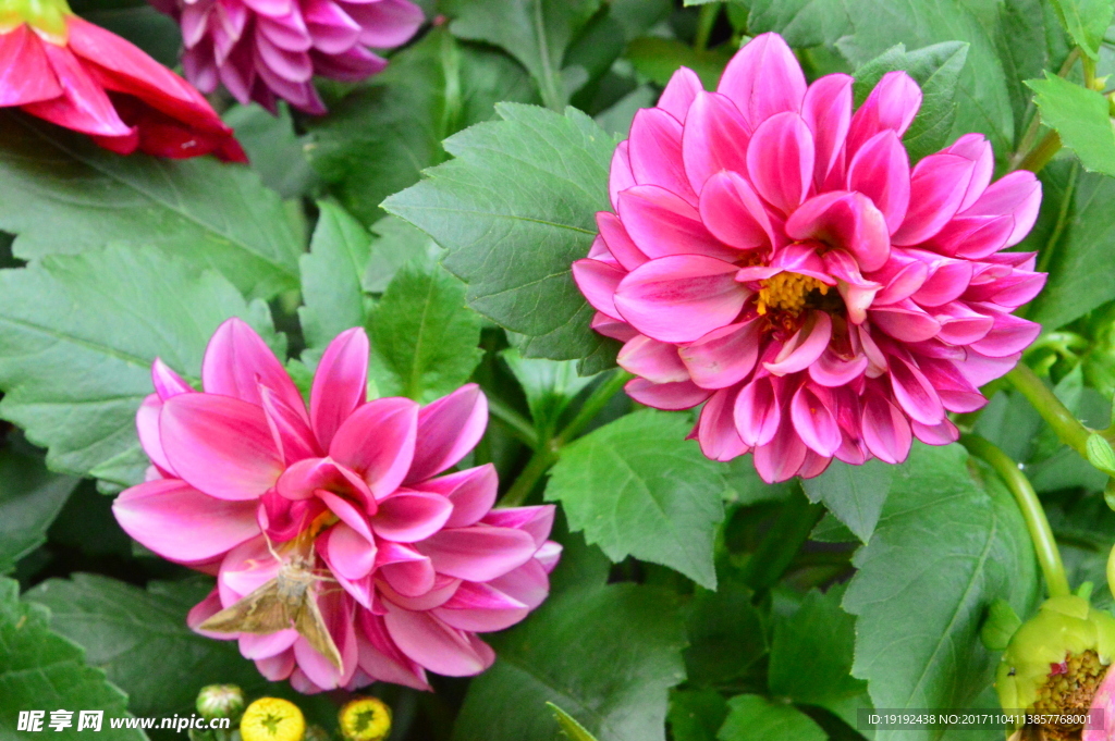 小丽花