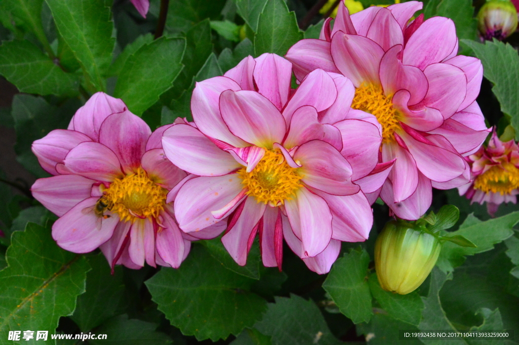 小丽花