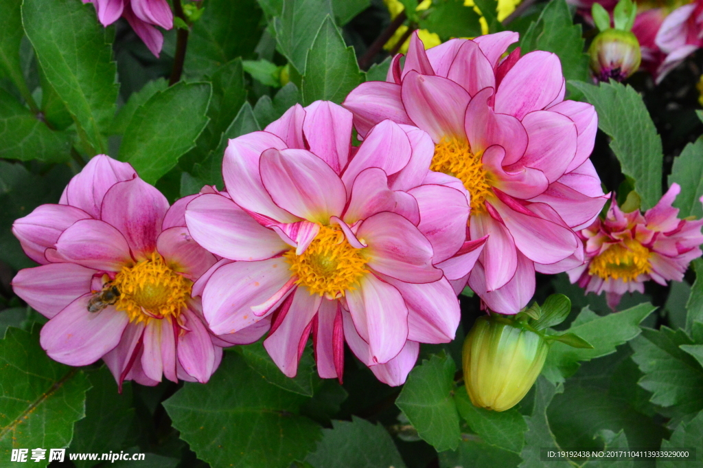 小丽花