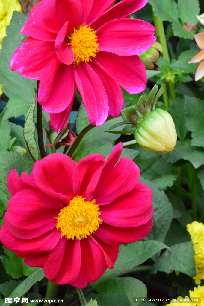 小丽花
