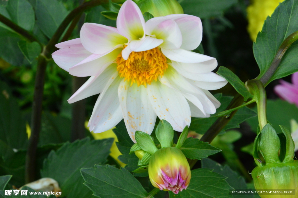 小丽花