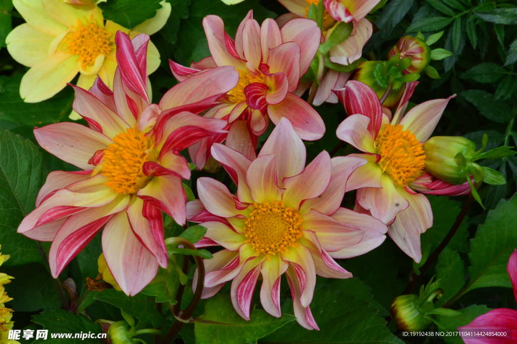 小丽花
