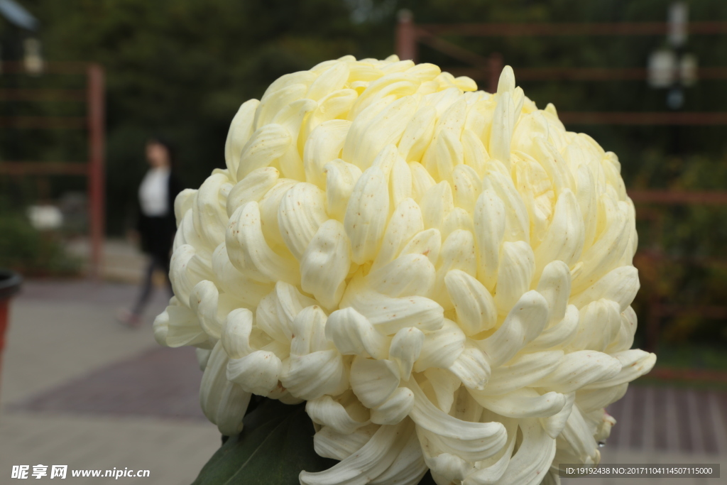 菊花