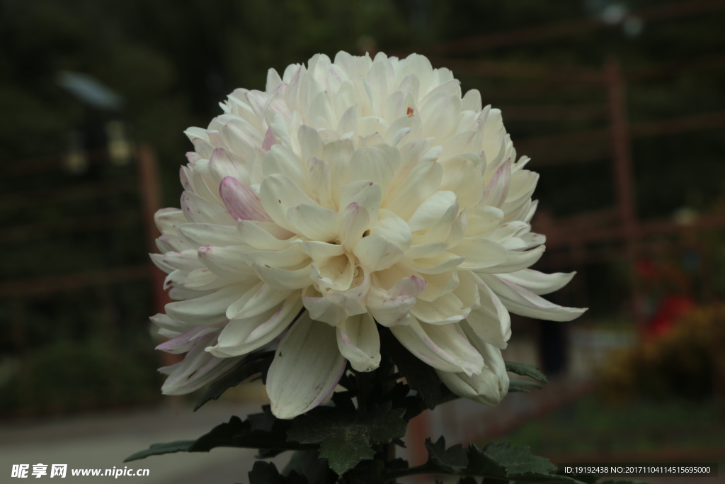 菊花