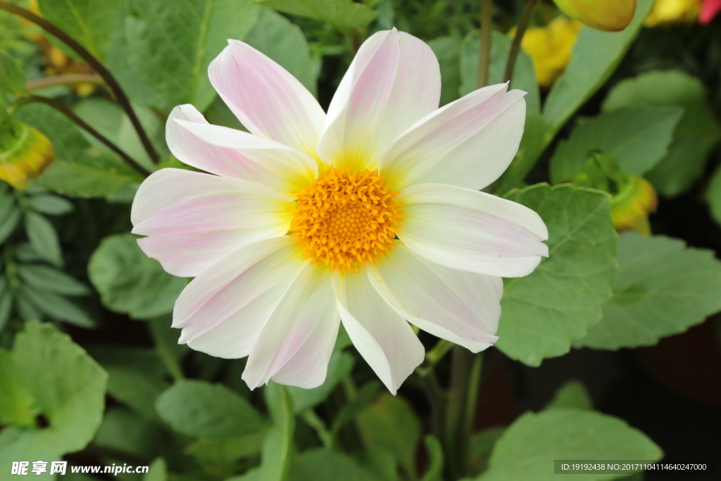 小丽花