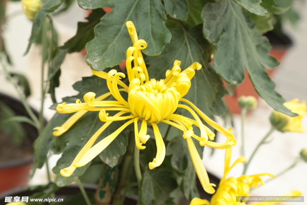菊花
