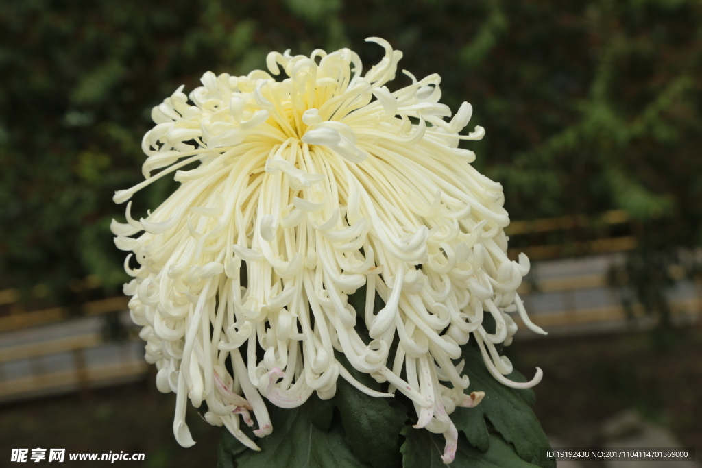 菊花