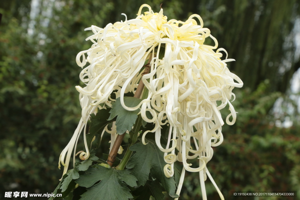 菊花