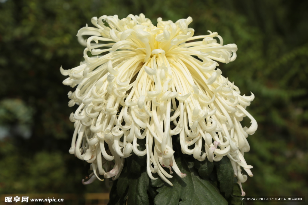 菊花
