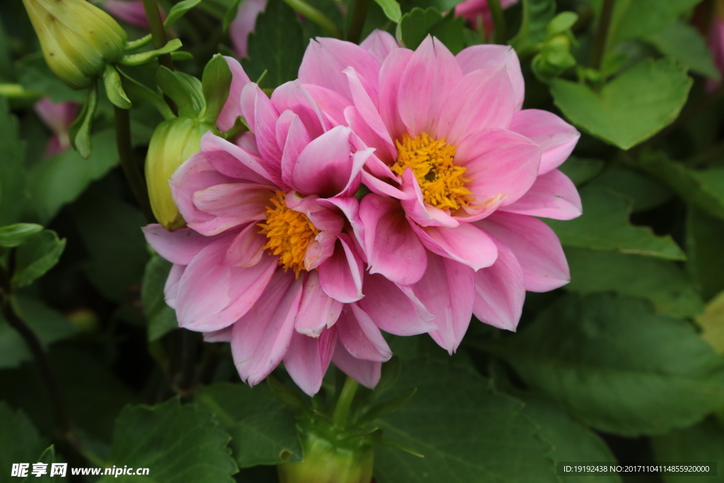 小丽花