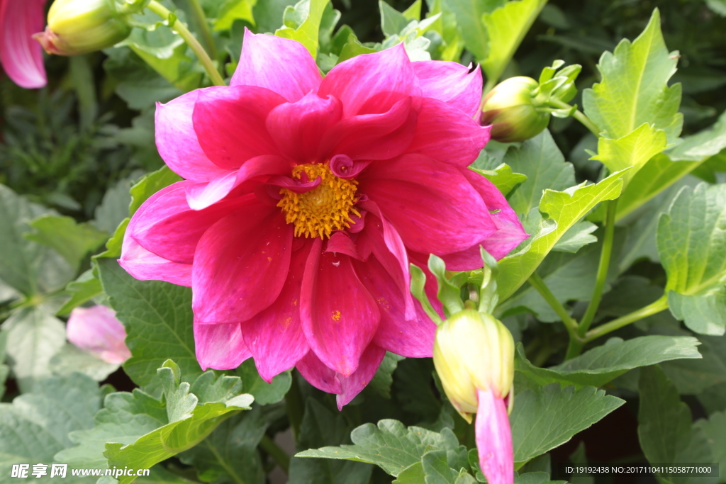 小丽花