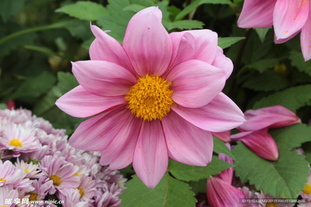 小丽花