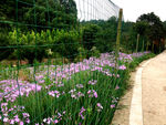 夹关古镇四季花语