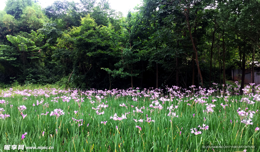 夹关古镇四季花语