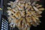 圣子王