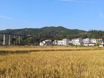 花河边