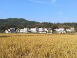 田园风光
