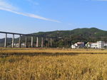 t田园风光