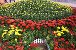 深秋的菊花展