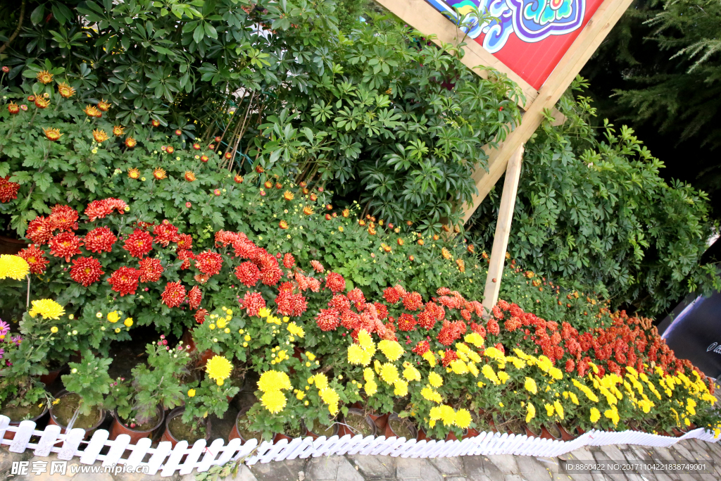 菊花展