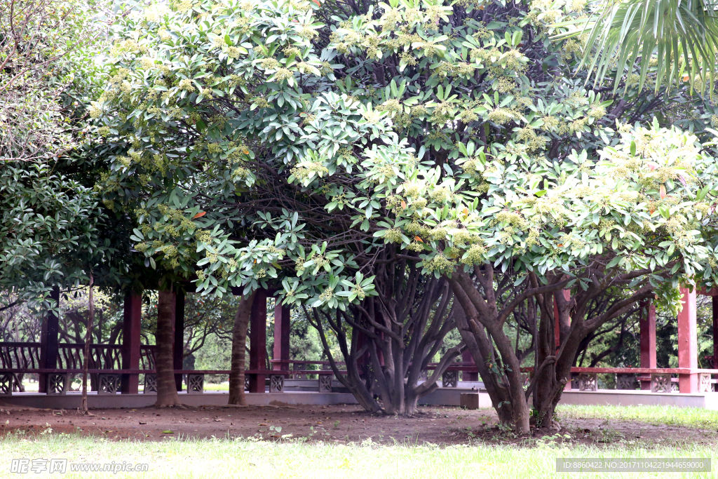 曹操公园树木