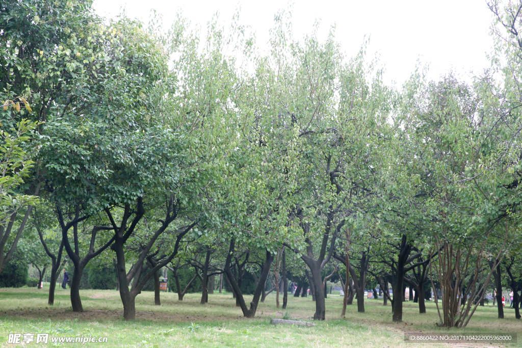 花园小树林