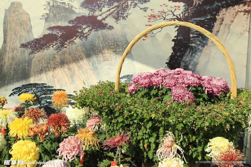 菊花