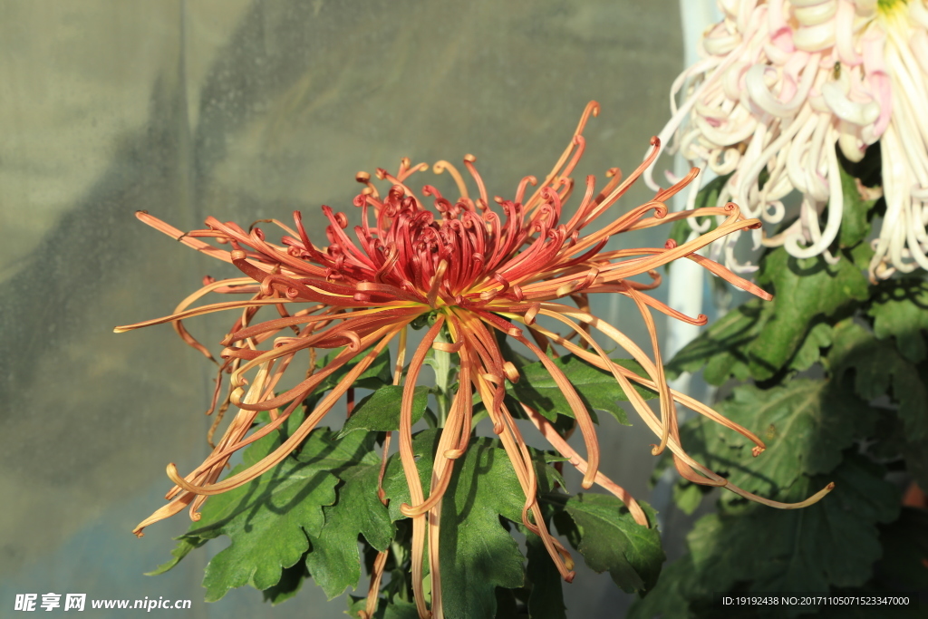 菊花