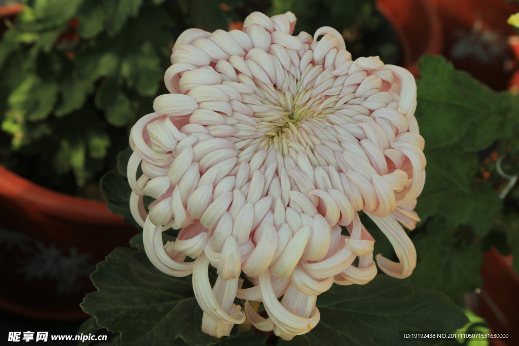 菊花
