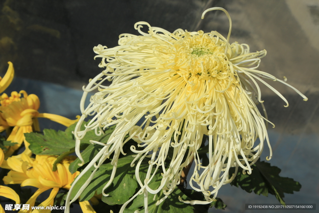 菊花