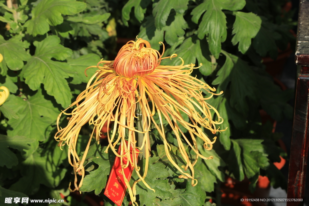 菊花