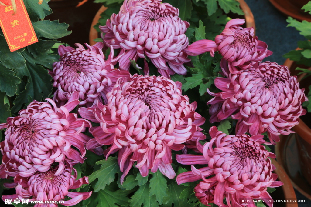 菊花