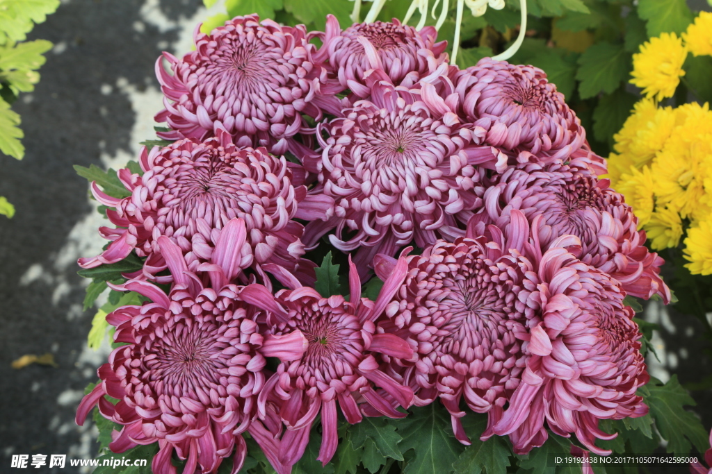菊花