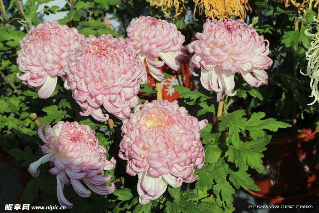 菊花