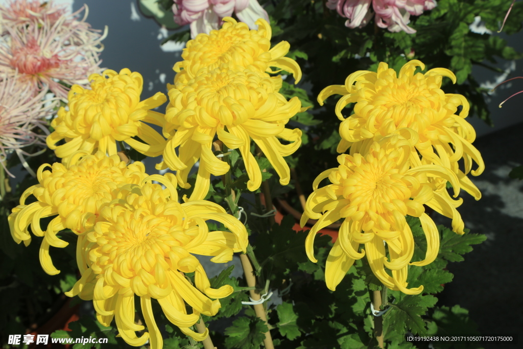 菊花 秋菊 园艺 花卉素材 寿